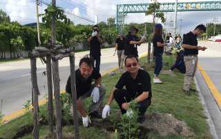 yellow_marigolds_planting_005