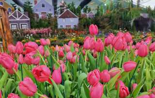 wonder-village-02