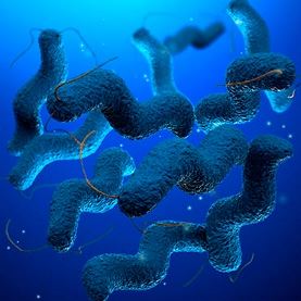 510418273-campylobacter-1×1